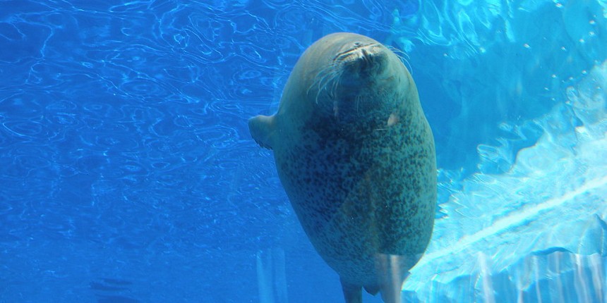 Seal swims in the Detroit Zoo